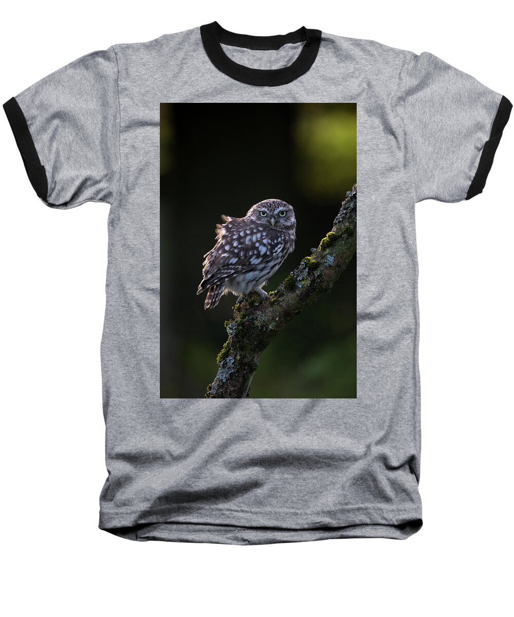 Little Owl Baseball T-Shirt featuring the photograph Backlit Little Owl by Pete Walkden