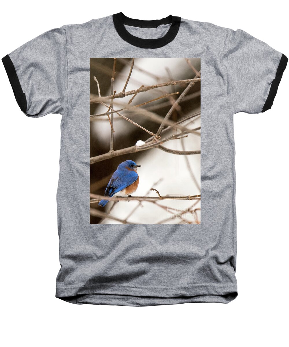 Backyard Baseball T-Shirt featuring the photograph Backyard Bluebird by Ed Taylor