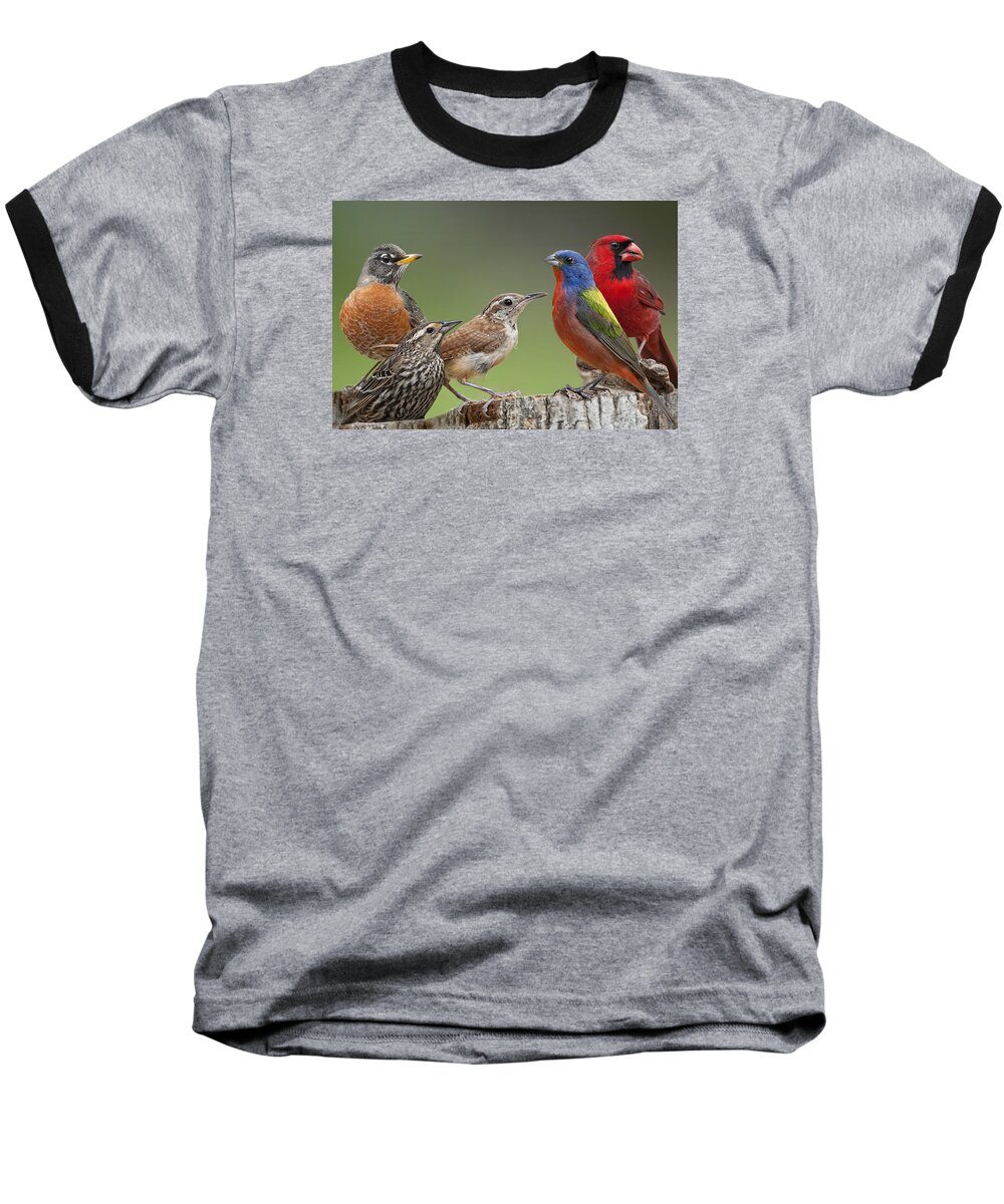 American Robin Baseball T-Shirt featuring the photograph Backyard Buddies by Bonnie Barry