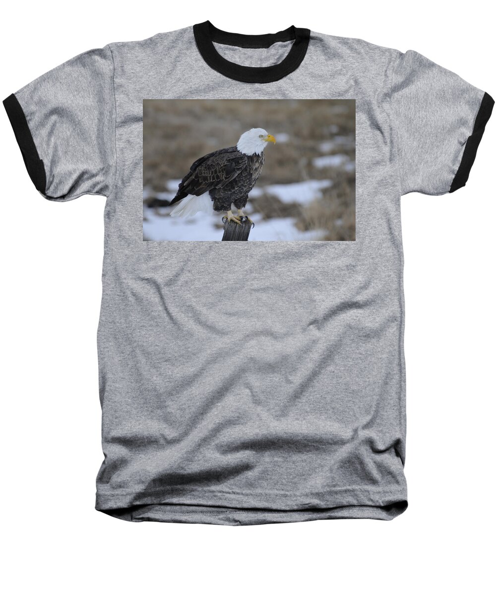 Bald Eagle Baseball T-Shirt featuring the photograph Bald Eagle by Gary Beeler