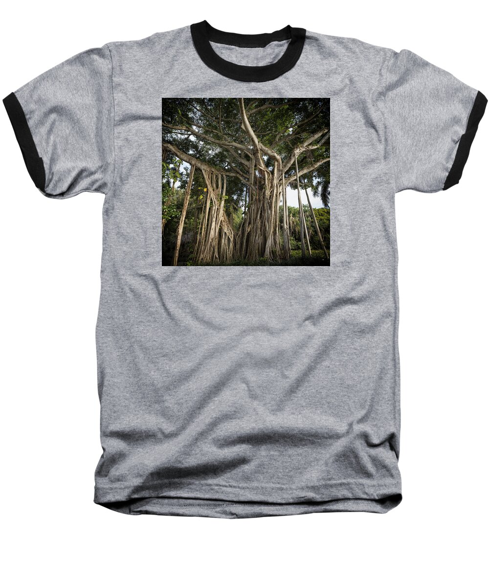 Banyan Baseball T-Shirt featuring the photograph Banyan Tree at Bonnet House by Belinda Greb