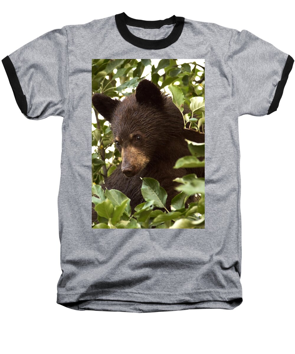 Black Bear Baseball T-Shirt featuring the photograph Bear Cub in Apple Tree2 by Loni Collins