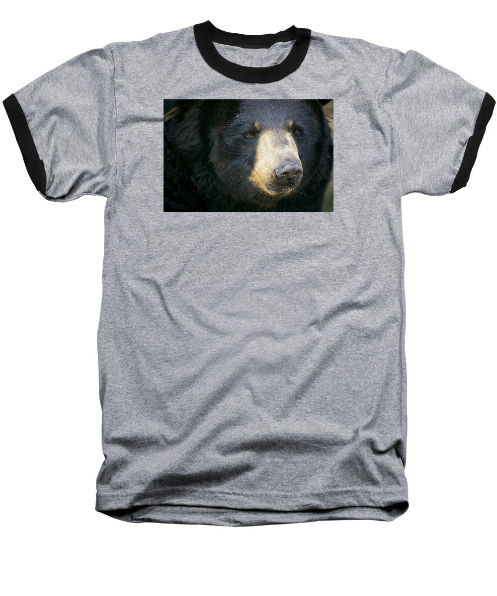 Andean Bear Baseball T-Shirt featuring the photograph Bear with me by Cheri McEachin