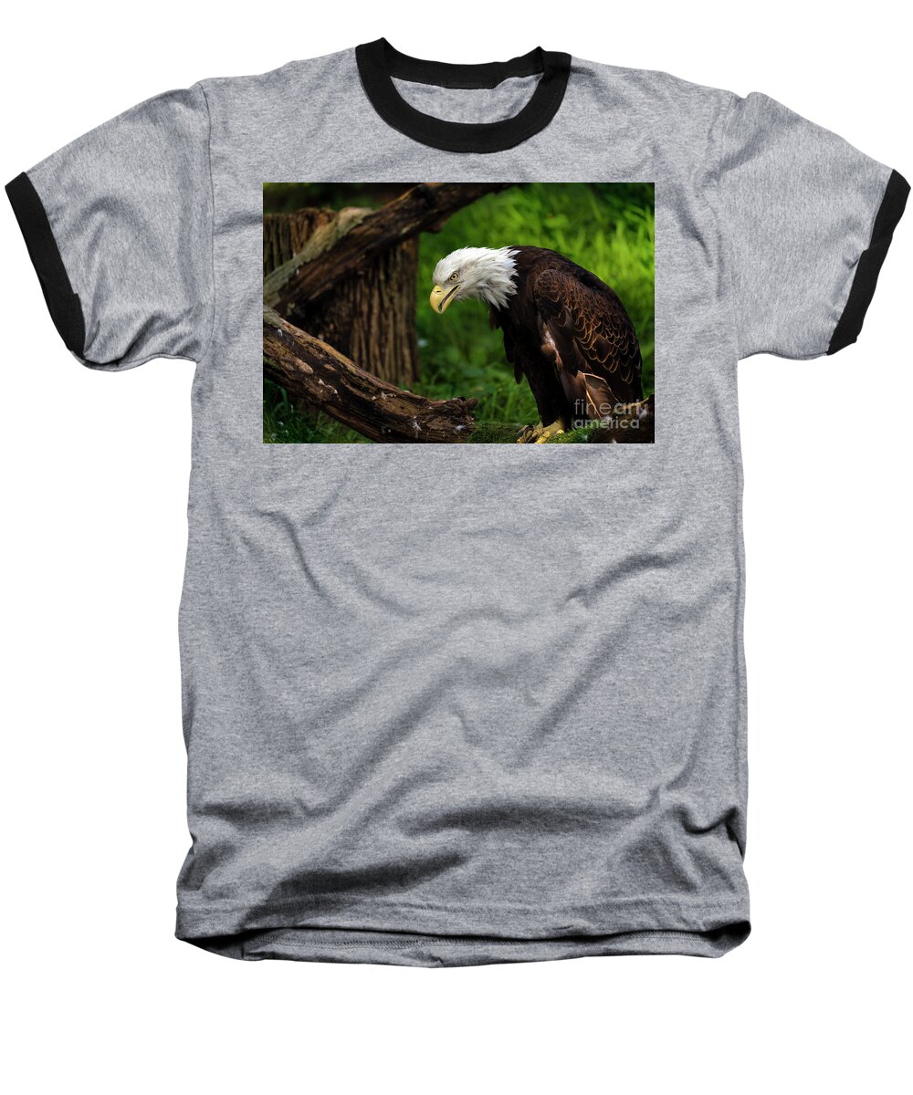 Eagle Baseball T-Shirt featuring the photograph Beautiful bald eagle looking down by Sam Rino