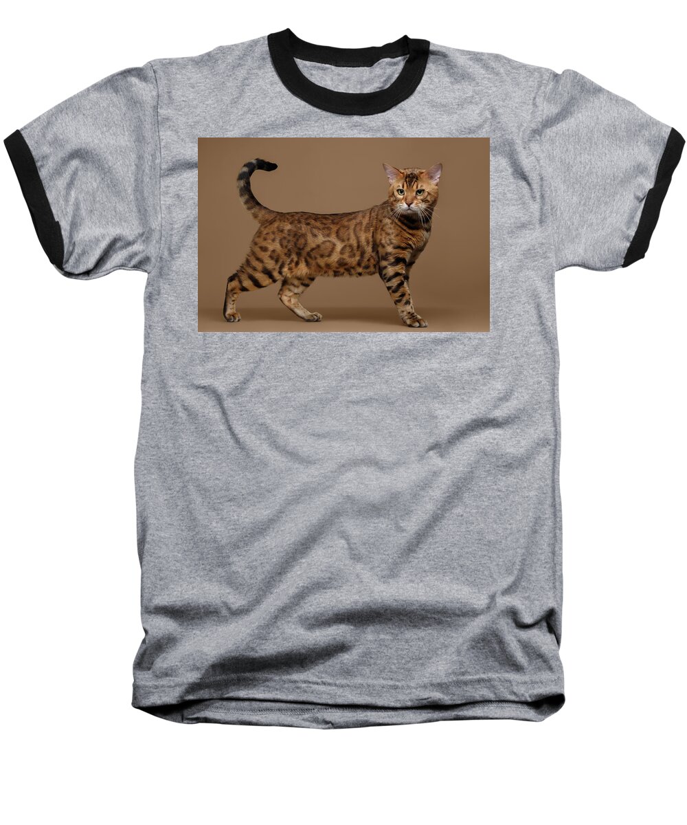 Cat Baseball T-Shirt featuring the photograph Beautiful Bengal Cat Stands on Brown background by Sergey Taran