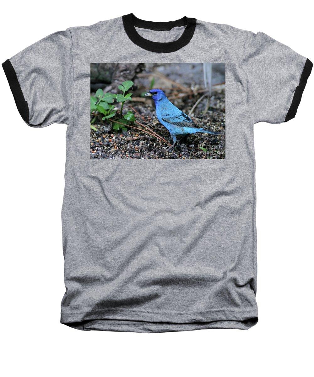 Bird Baseball T-Shirt featuring the photograph Beautiful Indigo Bunting by Sabrina L Ryan