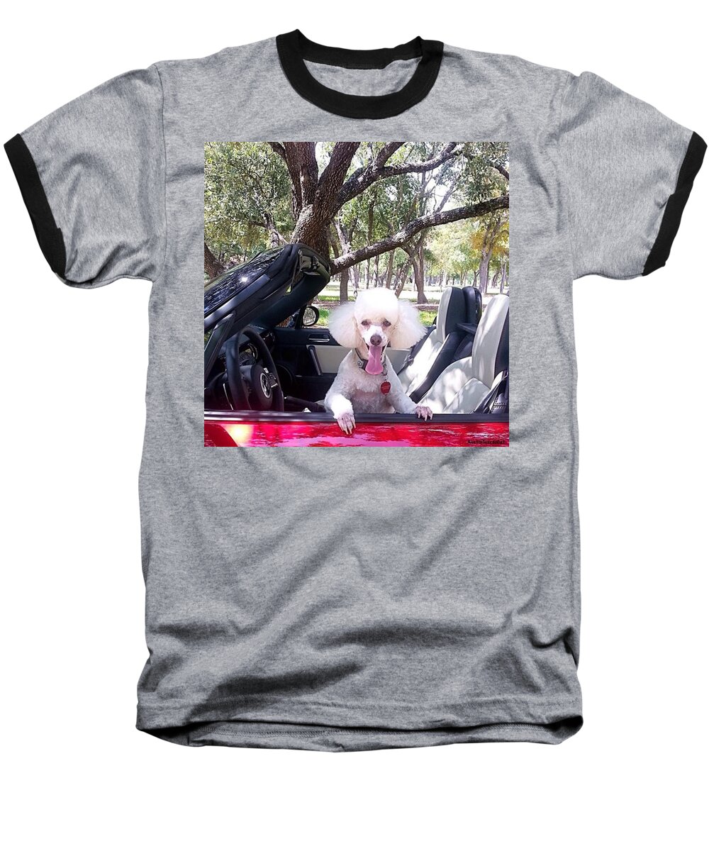 Dogsofinstagram Baseball T-Shirt featuring the photograph Because We Are Tired Of Rain And Floods by Austin Tuxedo Cat