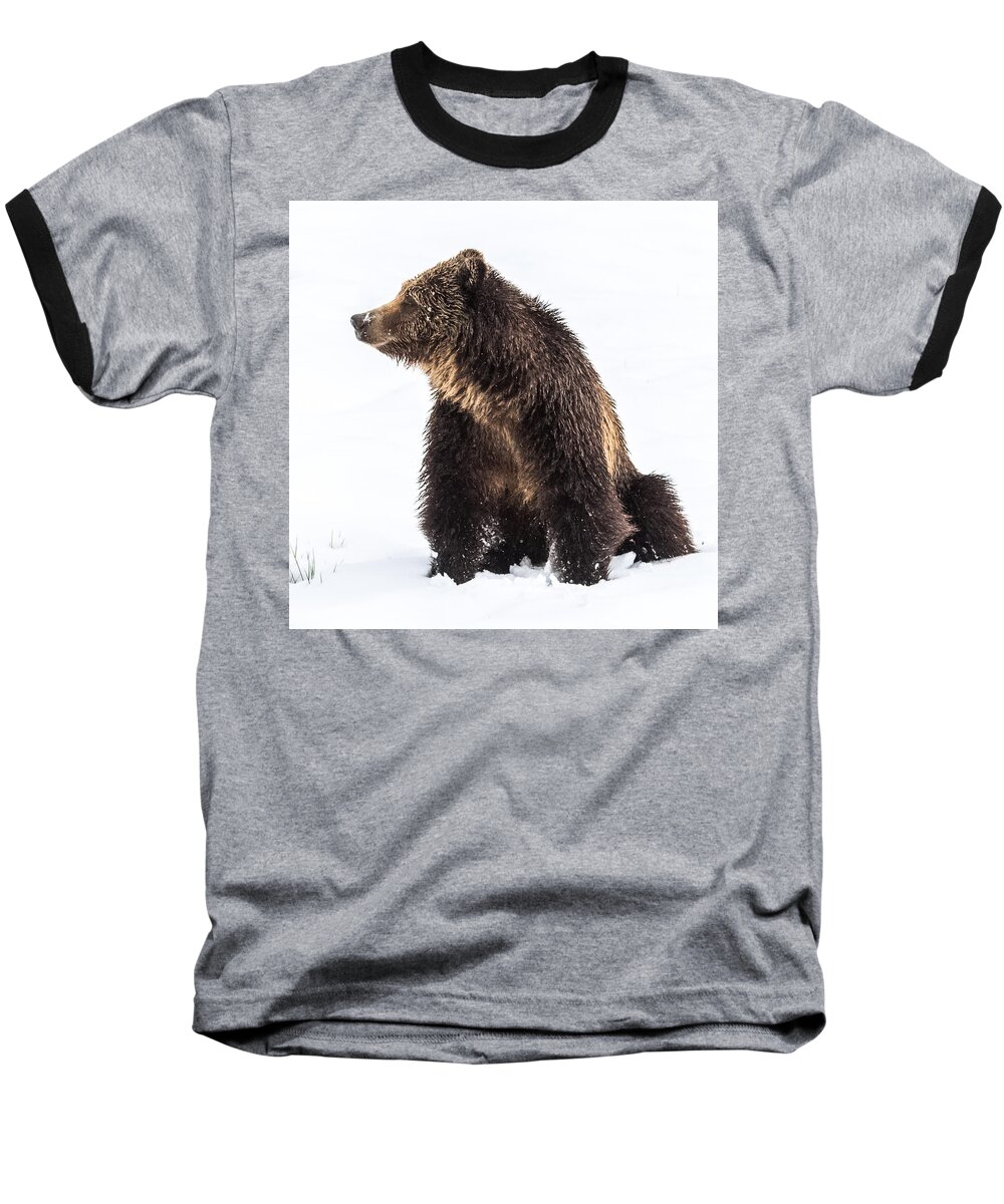 Grizzly Baseball T-Shirt featuring the photograph Beryl Springs Grizzly Sow In Snow by Yeates Photography