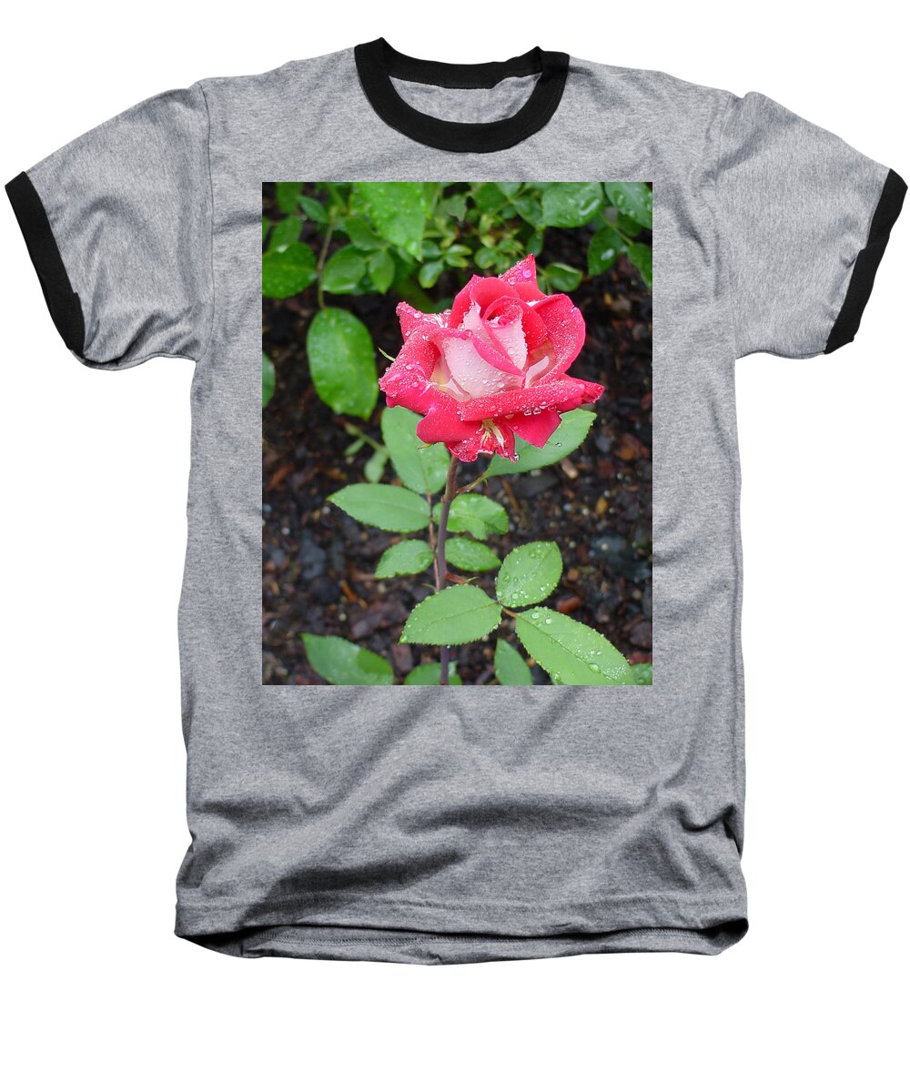 Rose Baseball T-Shirt featuring the photograph Bi-colored Rose in Rain by Shirley Heyn
