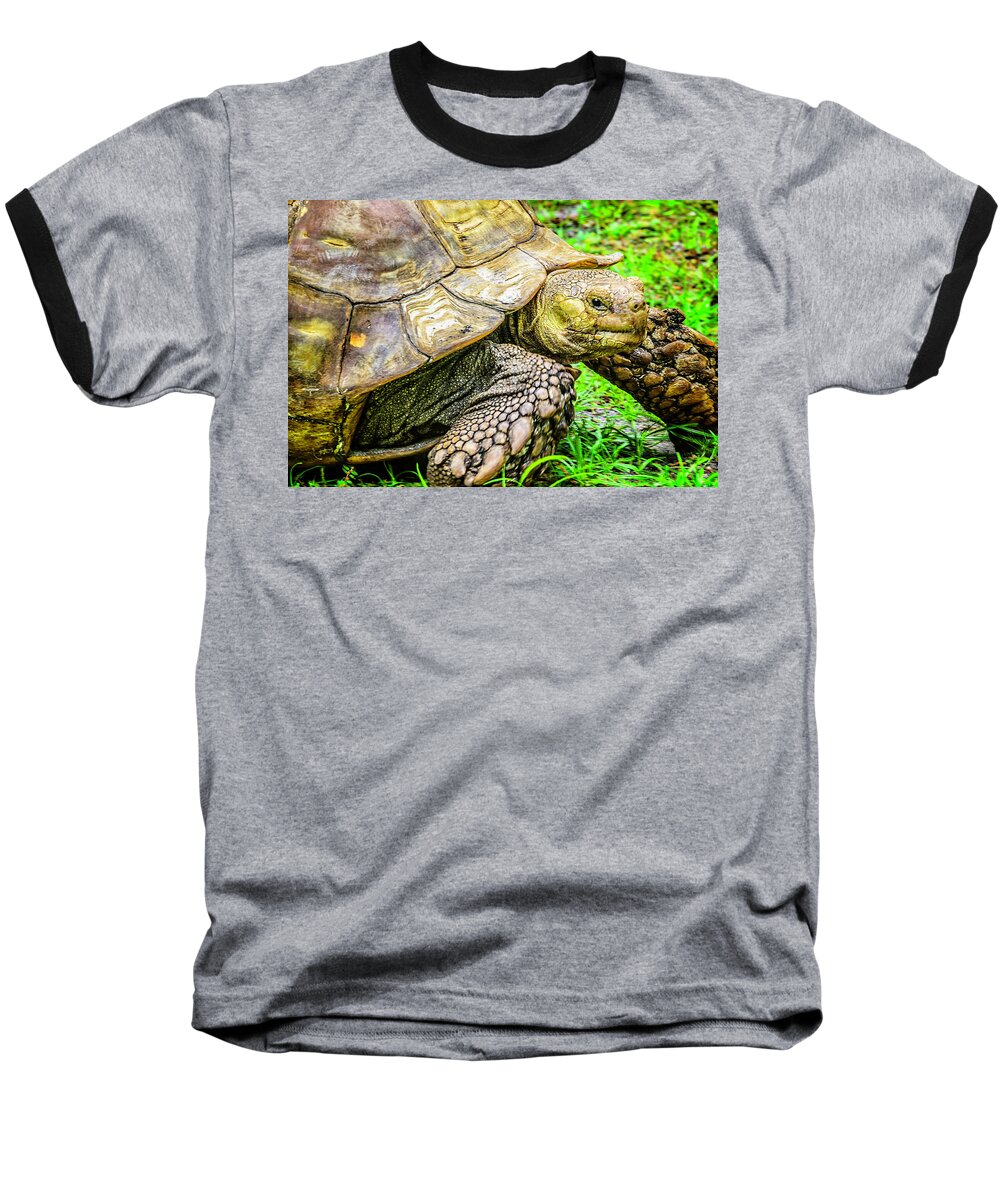 Turtle Baseball T-Shirt featuring the photograph Big boy by Camille Lopez