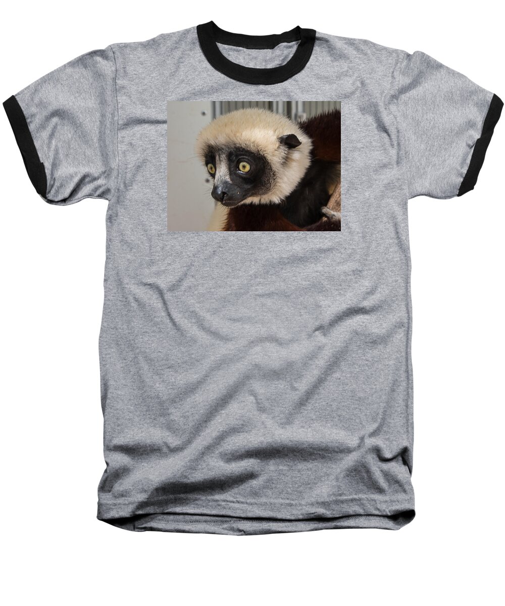 Sifaka Baseball T-Shirt featuring the photograph A Very Curious Sifaka by Gary Karlsen