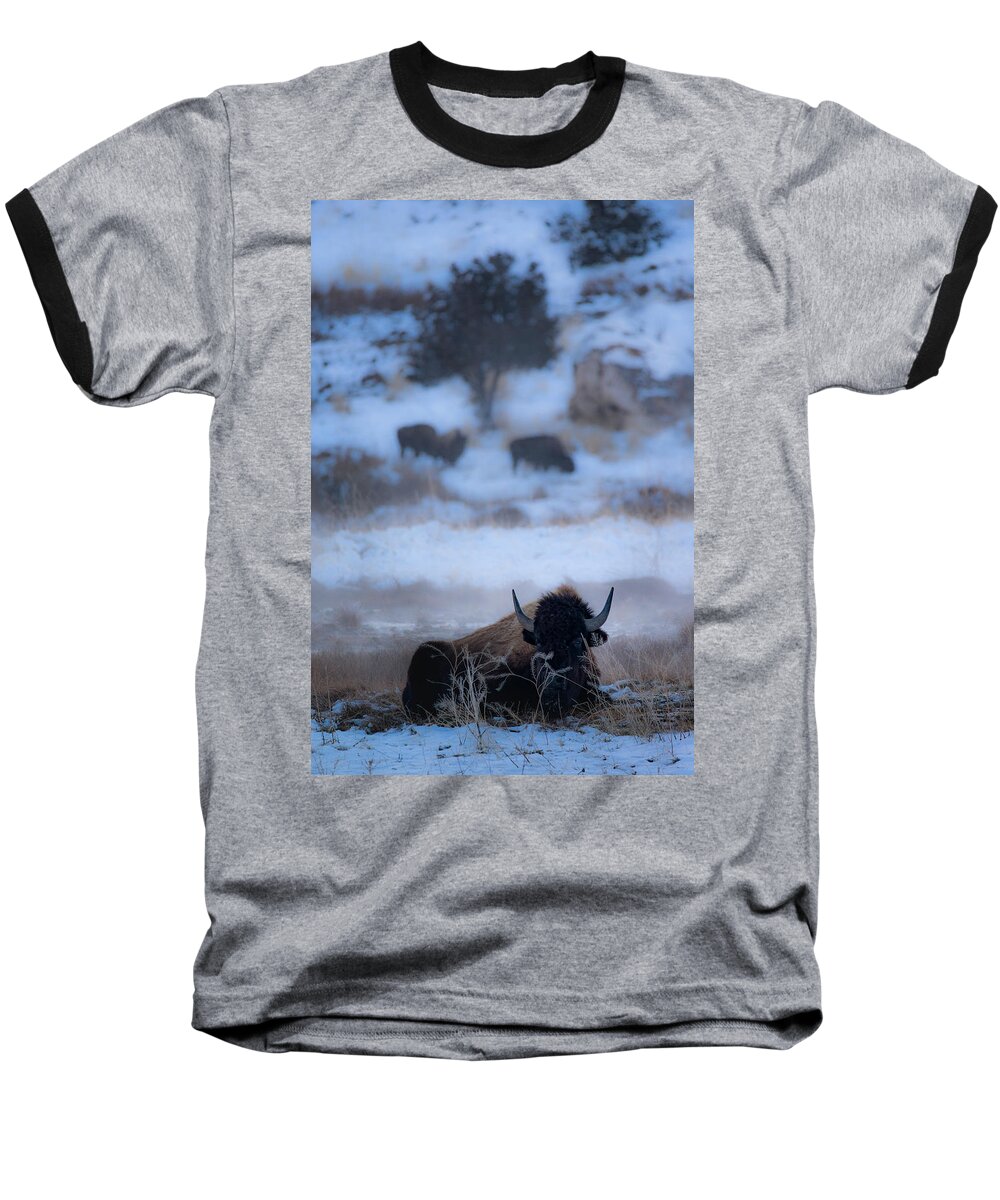 Mammoth Hot Springs Baseball T-Shirt featuring the photograph Bison in a Hot Spring by Joe Doherty