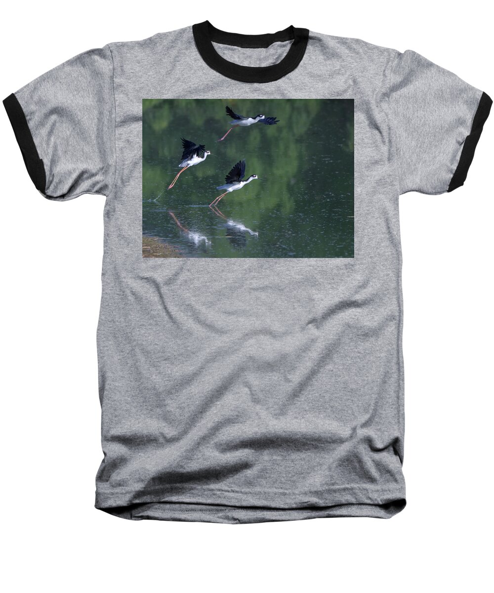 Black-necked Baseball T-Shirt featuring the photograph Black-necked Stilts 4302-080917-2cr by Tam Ryan