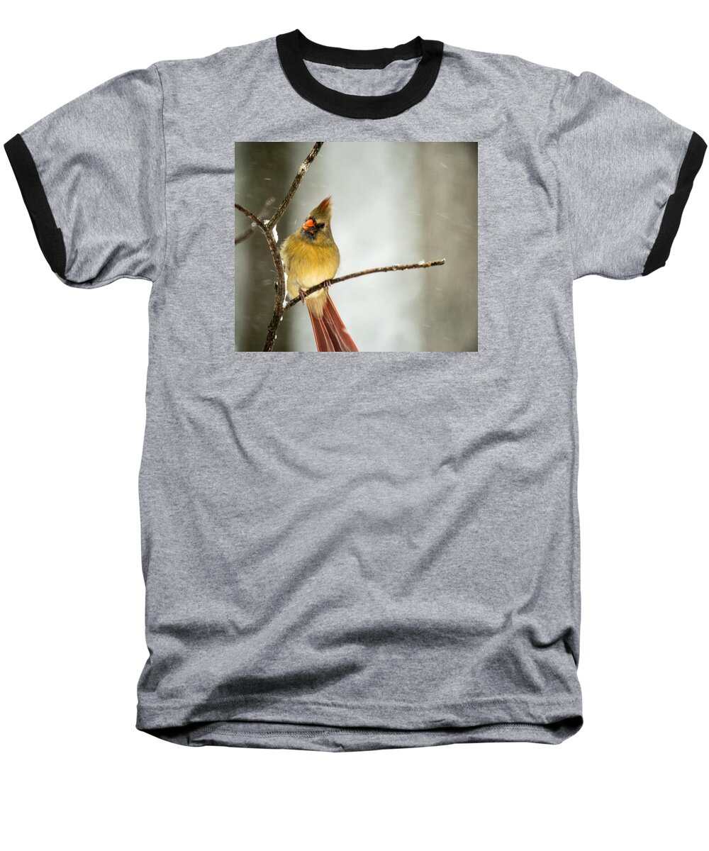 Cardinal Baseball T-Shirt featuring the photograph Black Oil Seed is Best in the Winter by Douglas Barnett