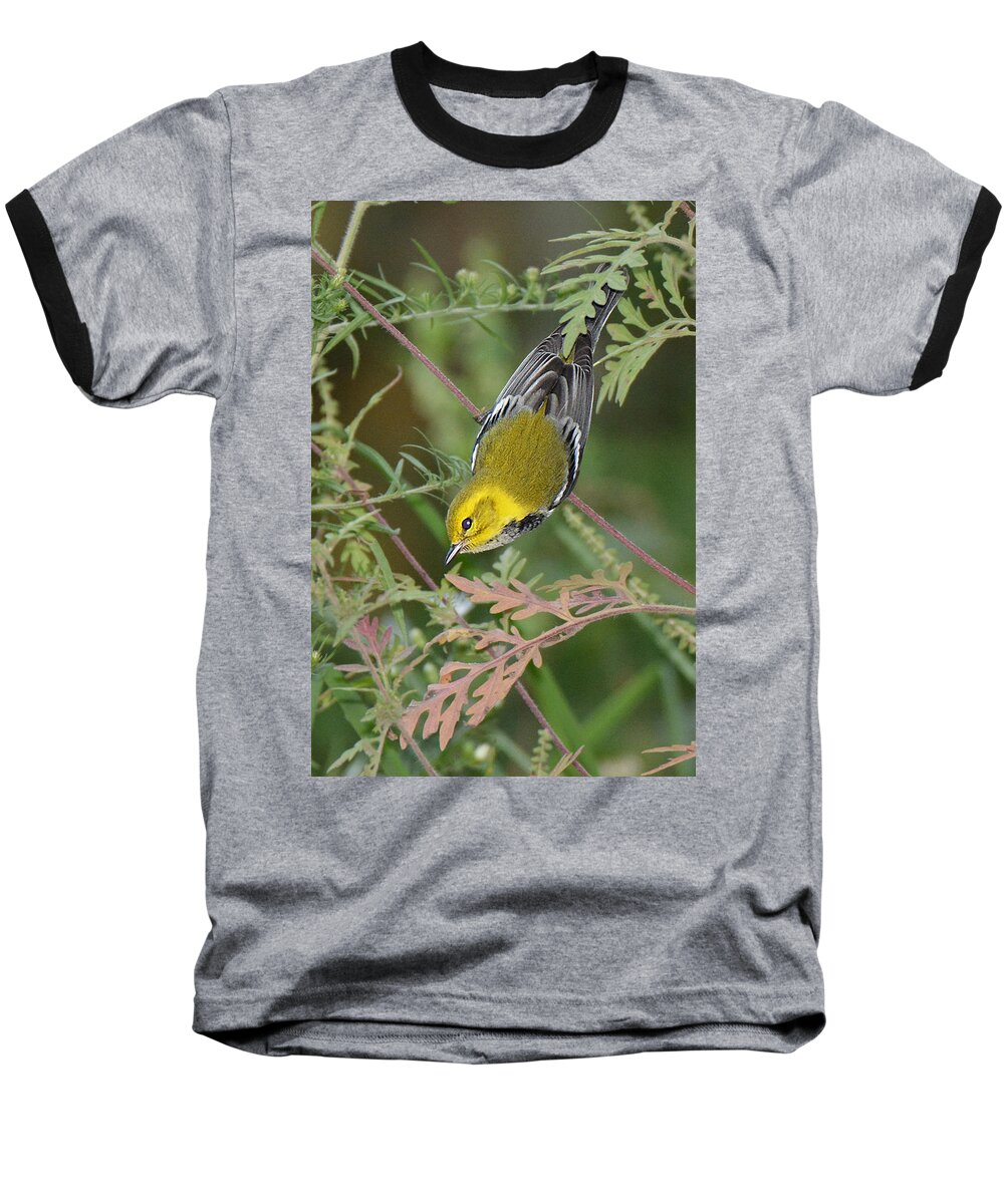 Bird Baseball T-Shirt featuring the photograph Black-throated Green Intent by Alan Lenk