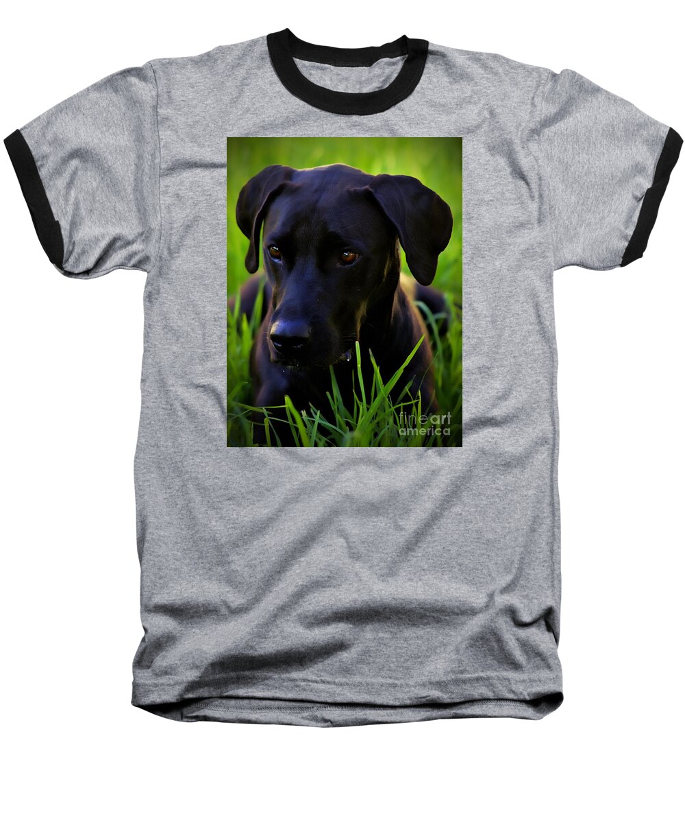 Black Dog Baseball T-Shirt featuring the photograph Black Velvet by Clare Bevan