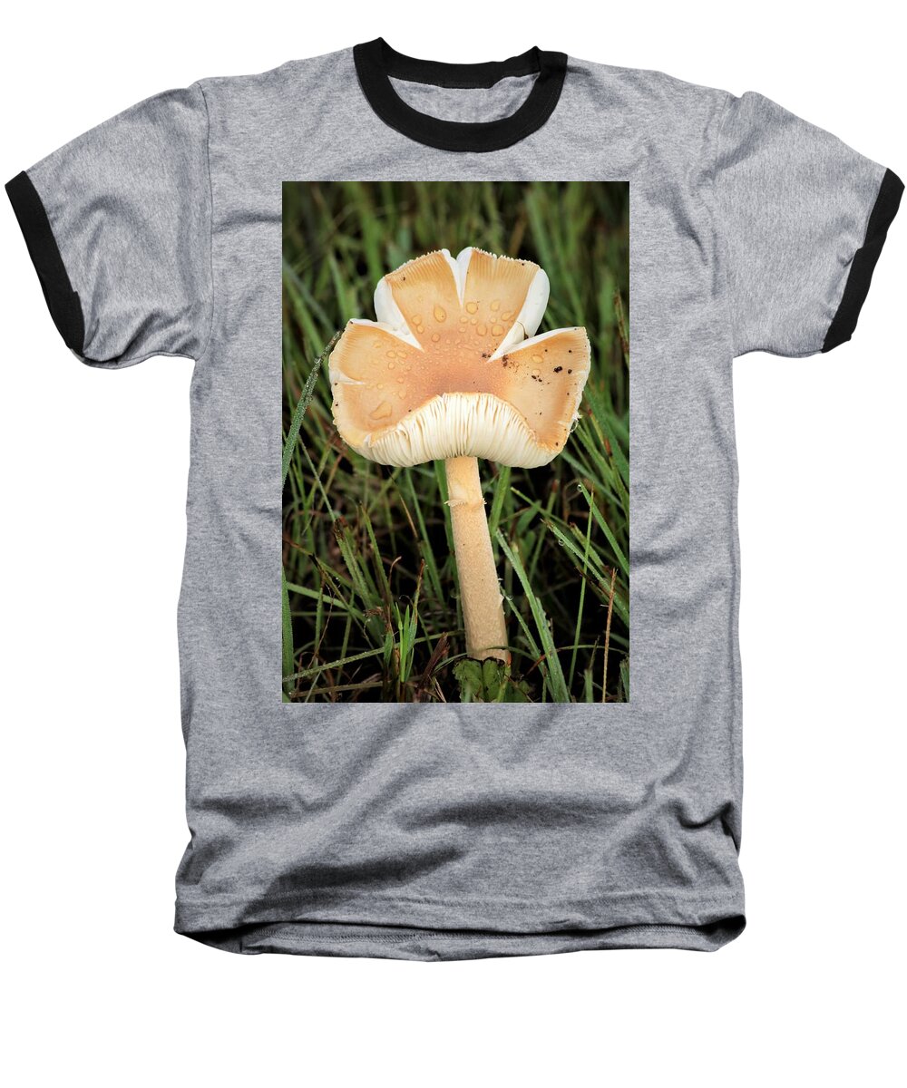 Nature Baseball T-Shirt featuring the photograph Blooming Mushroom by Sheila Brown