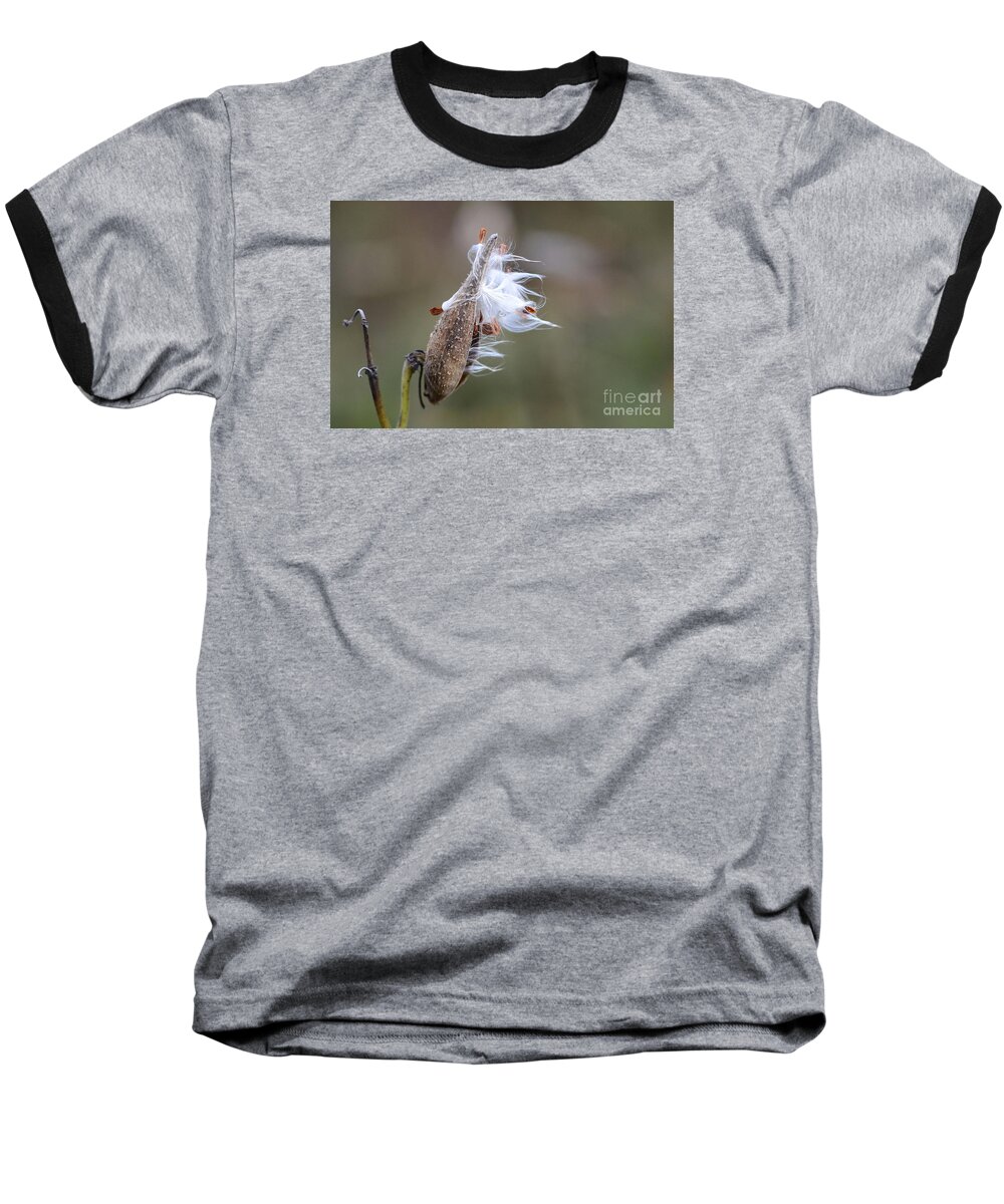 Milkweed Baseball T-Shirt featuring the photograph Blowing in the Wind by Cindy Manero