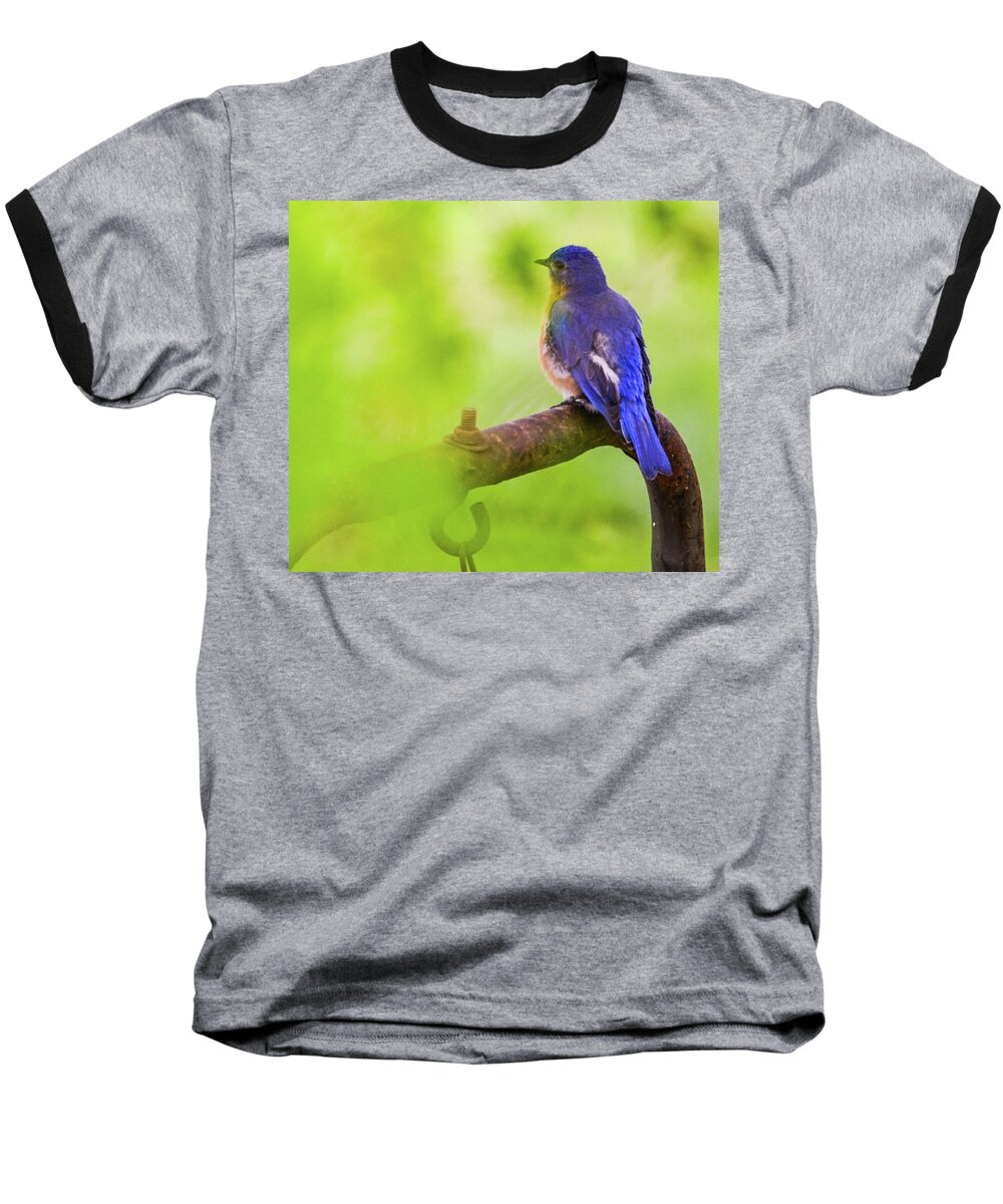 Bird Baseball T-Shirt featuring the photograph Blue Bird by Chuck Brown