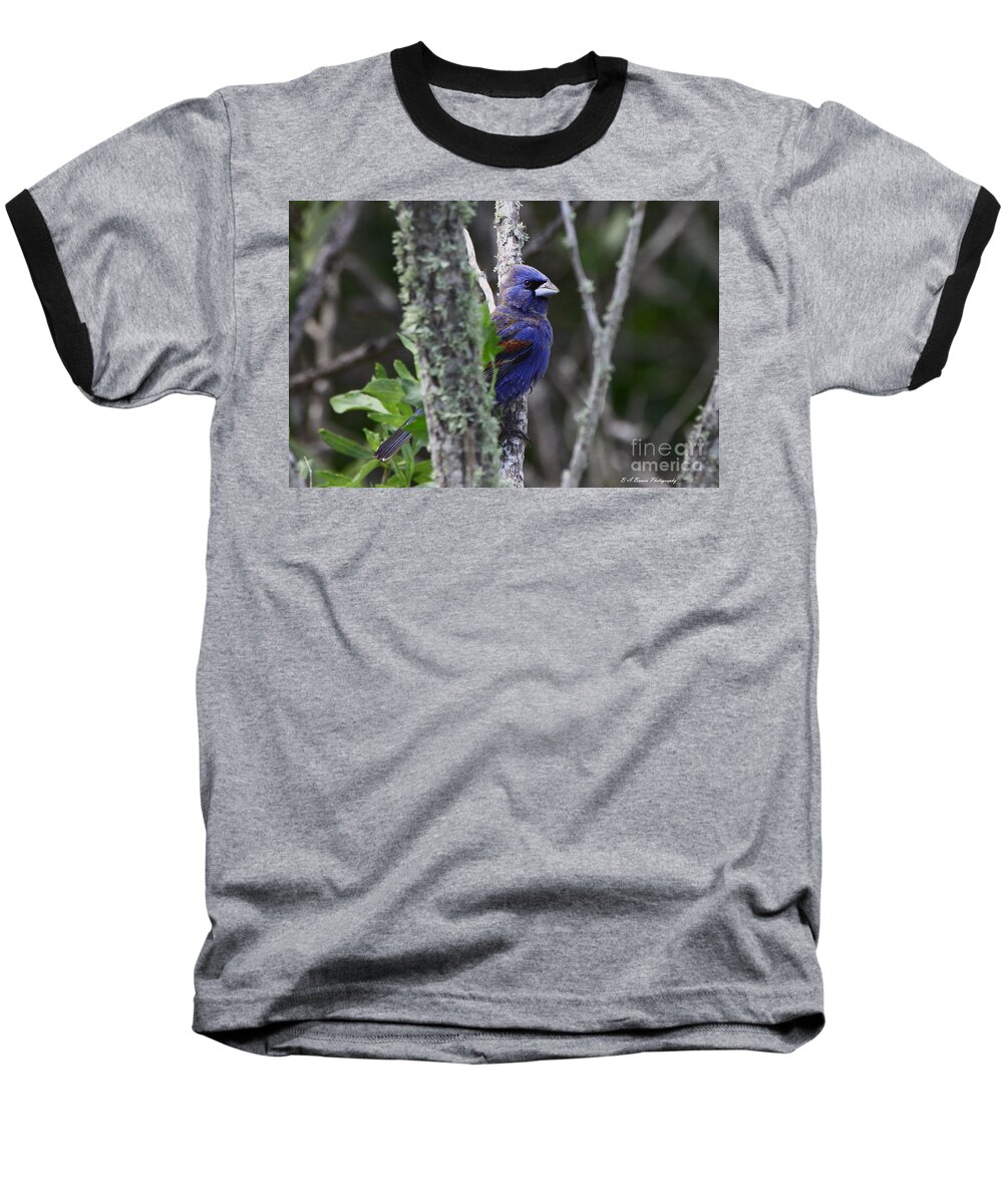 Blue Grosbeak Baseball T-Shirt featuring the photograph Blue Grosbeak in a mangrove by Barbara Bowen