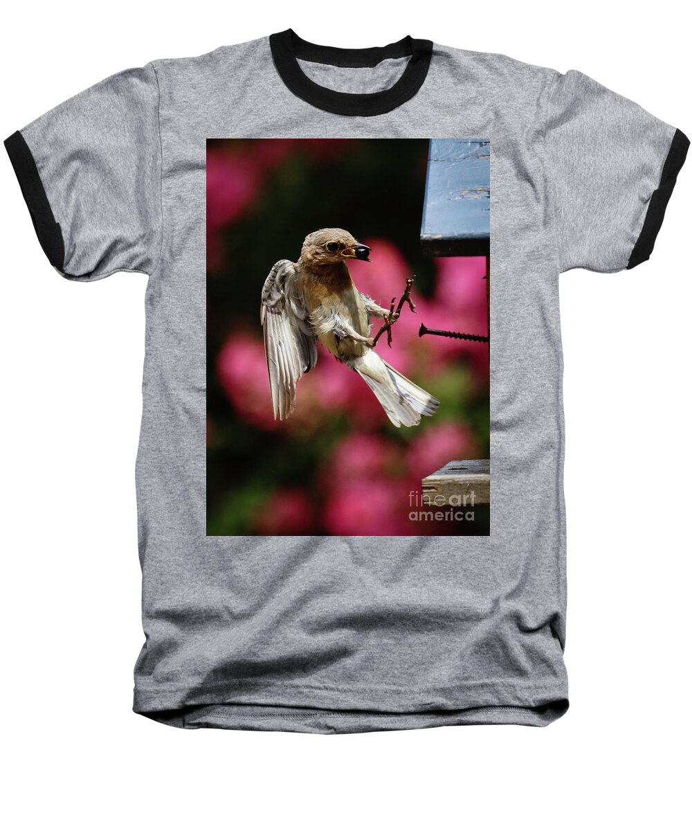 Female Baseball T-Shirt featuring the photograph Bluebird 0726162 by Douglas Stucky