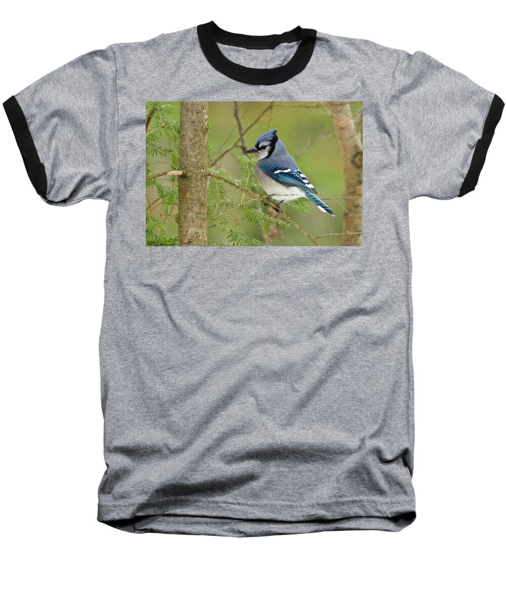 Bluejay Baseball T-Shirt featuring the photograph Bluejay 013 by Michael Peychich