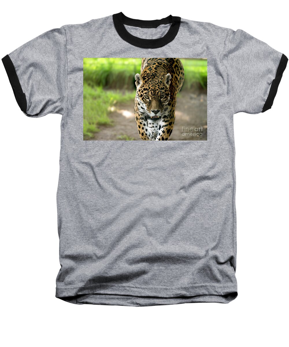Jaguar Baseball T-Shirt featuring the photograph Boo ...You better run kid by Sam Rino
