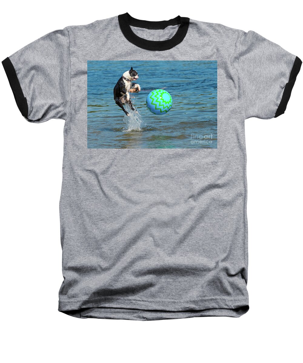 Dog Baseball T-Shirt featuring the photograph Boston Terrier High Jump by Les Palenik