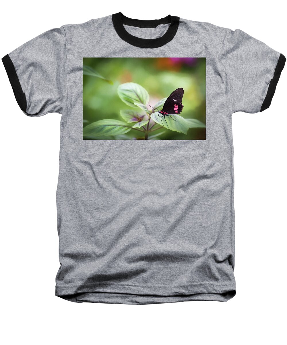 Photograph Baseball T-Shirt featuring the photograph Brave Butterfly by Cindy Lark Hartman