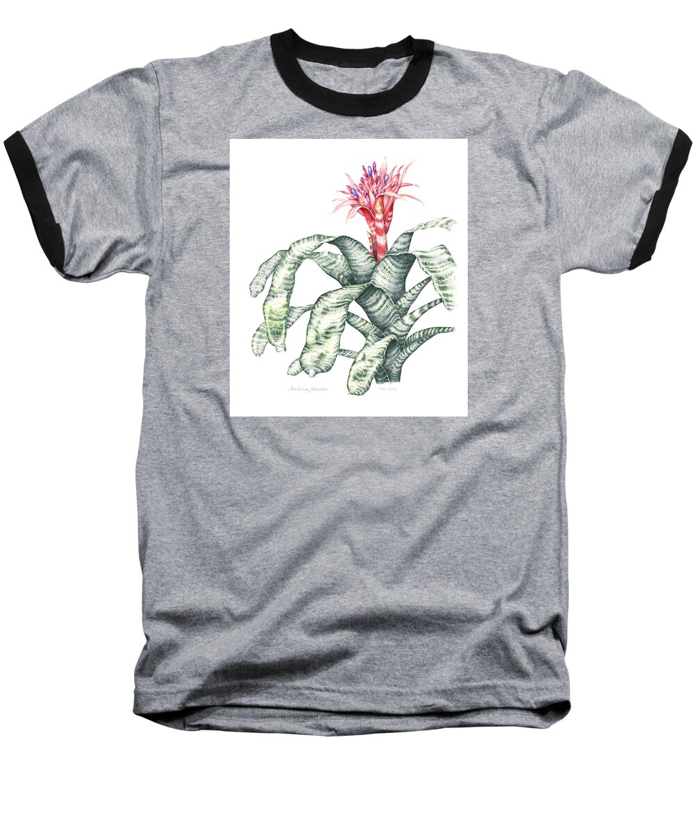 Botanical Illustration Baseball T-Shirt featuring the painting Bromeliad Aechmea fasciata by Karla Beatty