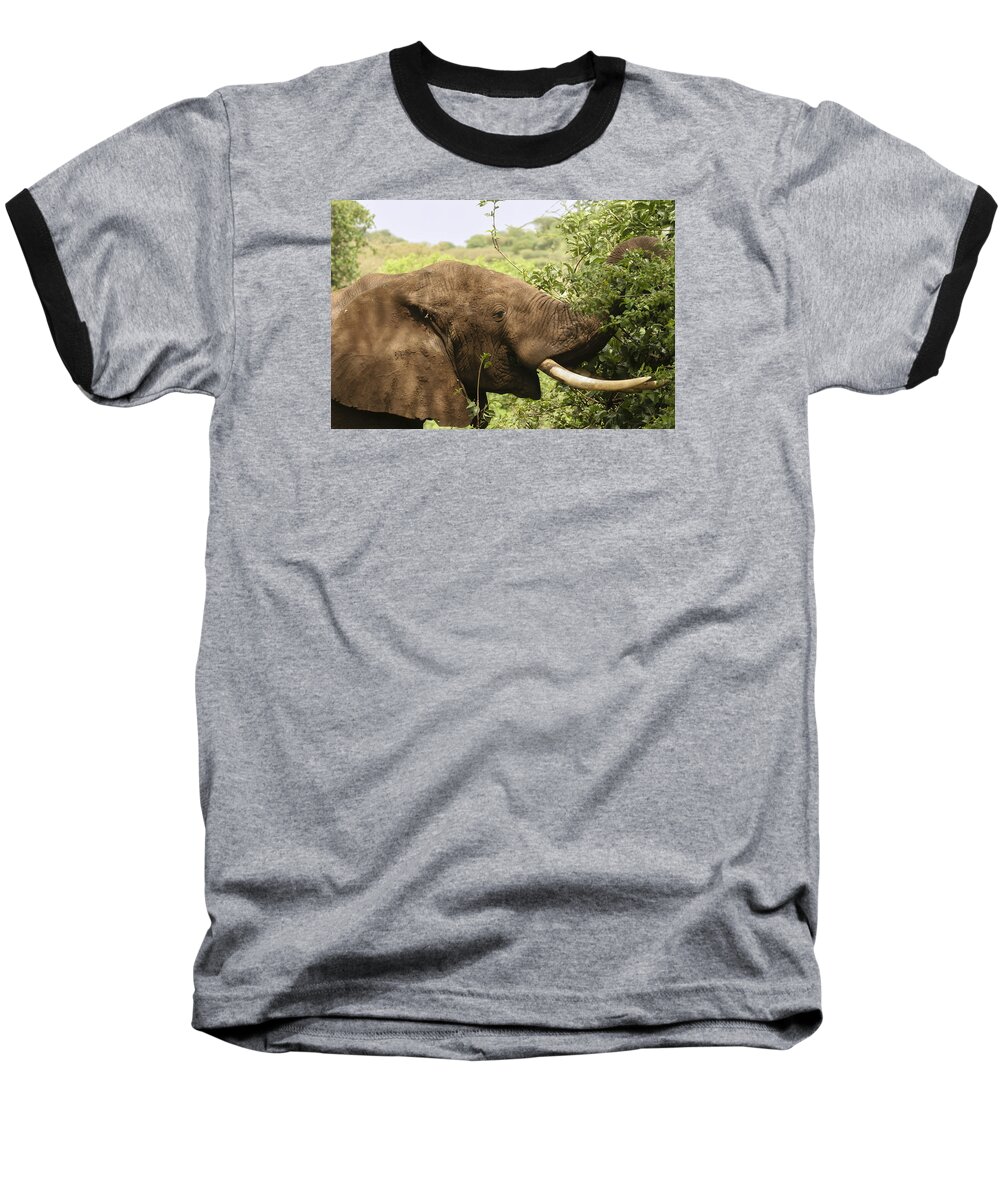 Gary Hall Baseball T-Shirt featuring the photograph Browsing Elephant by Gary Hall