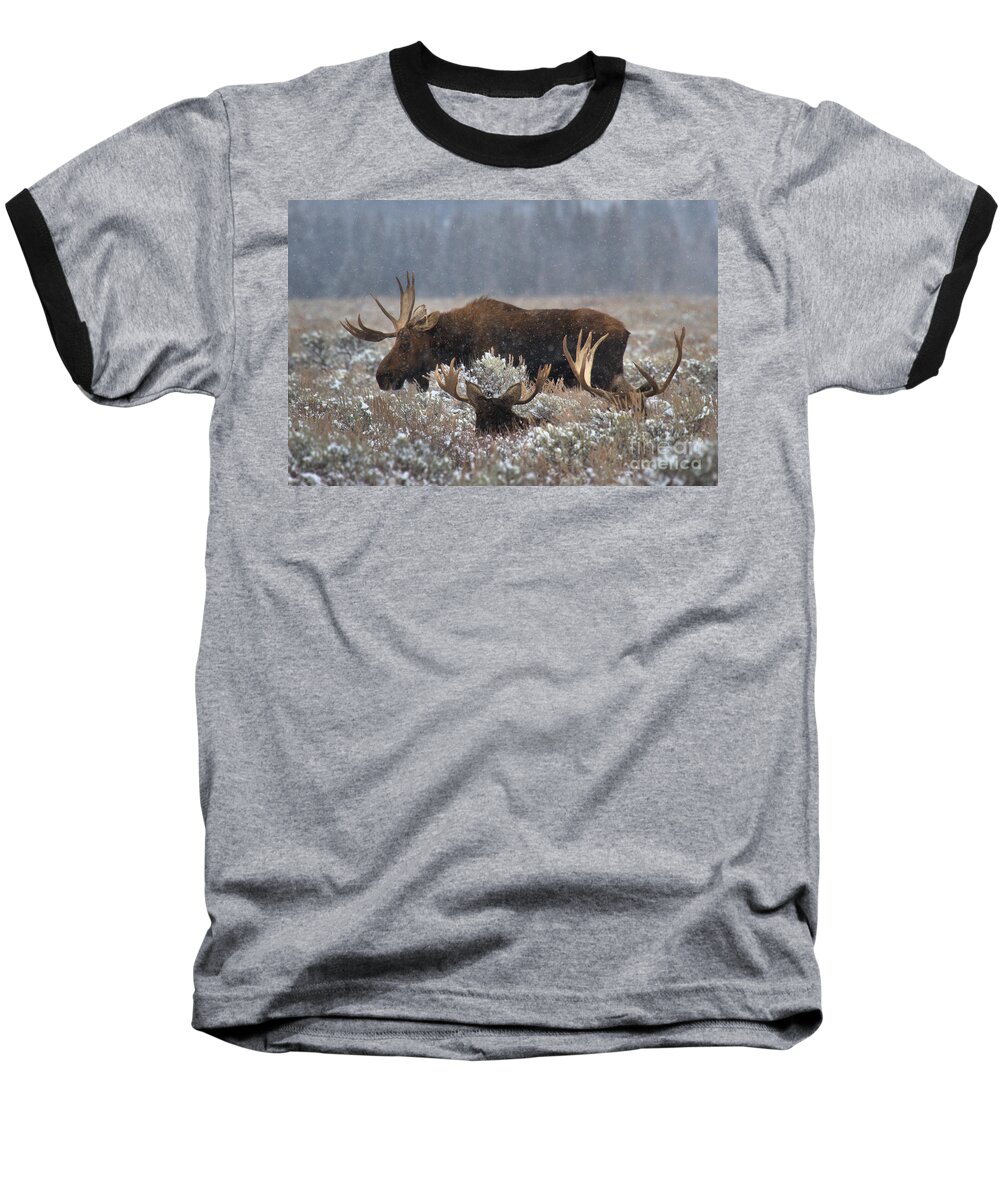 Moose Baseball T-Shirt featuring the photograph Bull Moose In The Snowy Meadow by Adam Jewell