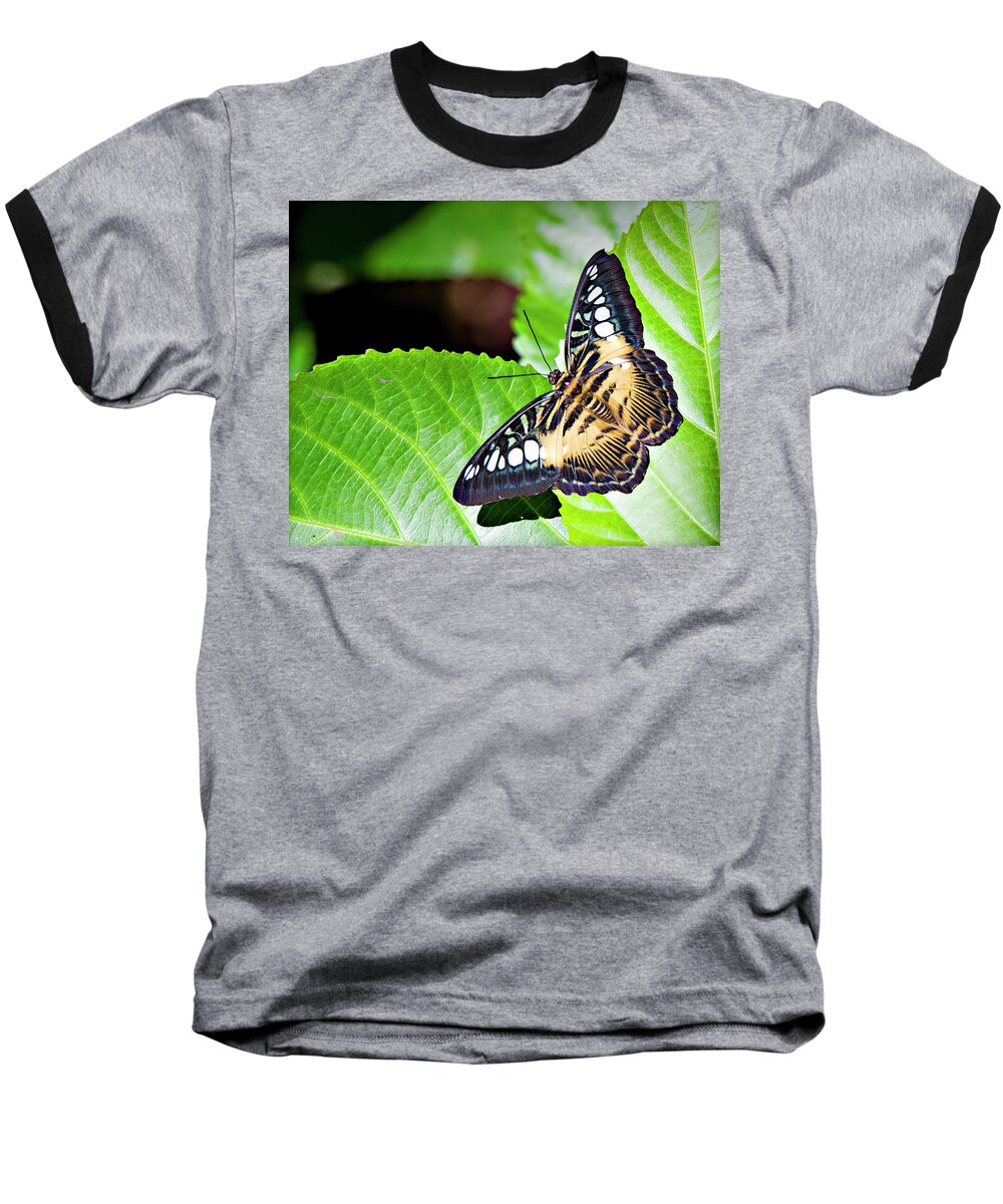 Butterfly Baseball T-Shirt featuring the photograph Butterfly 13a by Walter Herrit