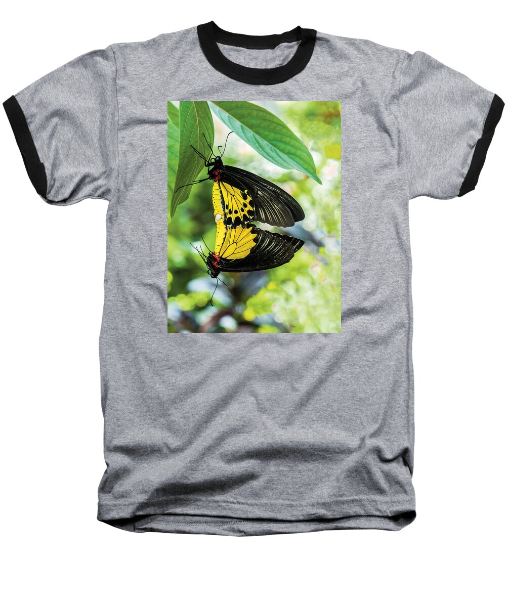 Wildlife Baseball T-Shirt featuring the photograph Butterfly Mating by William Bitman