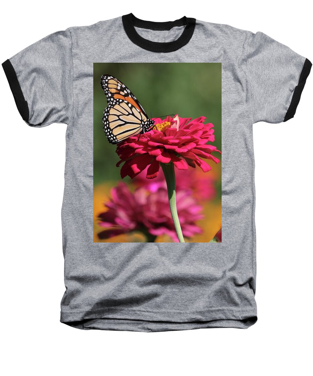 Floral Baseball T-Shirt featuring the photograph Butterfly on Zinnia by Harold Rau