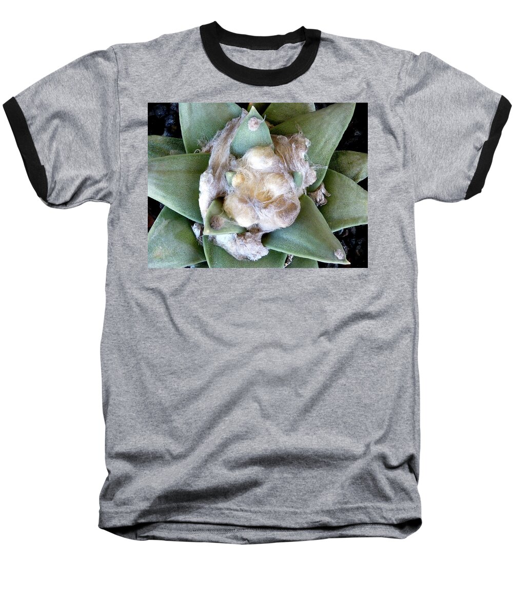 Cactus Baseball T-Shirt featuring the photograph Cactus 3 by Selena Boron