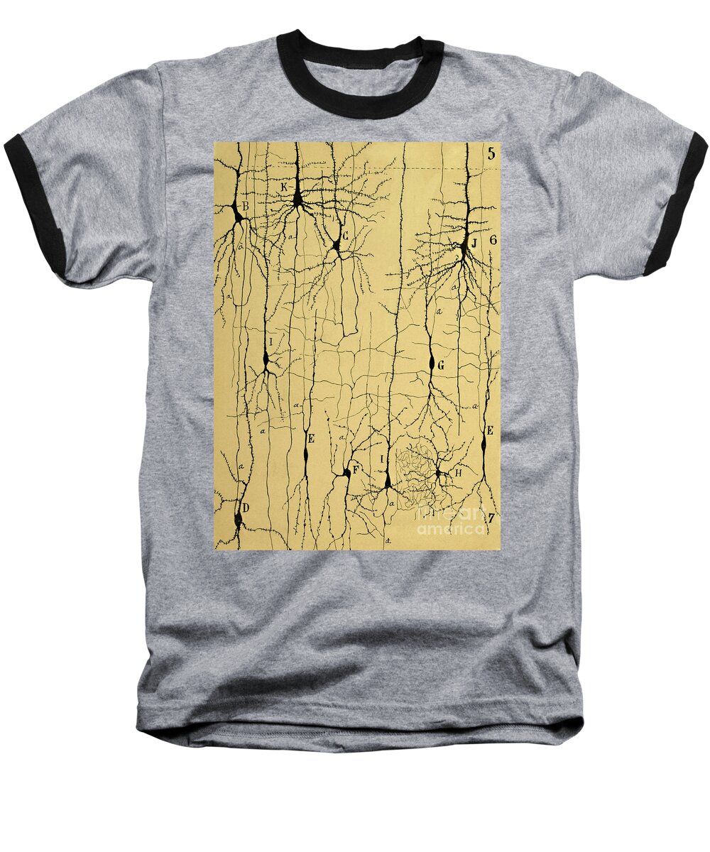 Science Baseball T-Shirt featuring the photograph Cajal Drawing of Microscopic Structure of the Brain 1904 by Science Source
