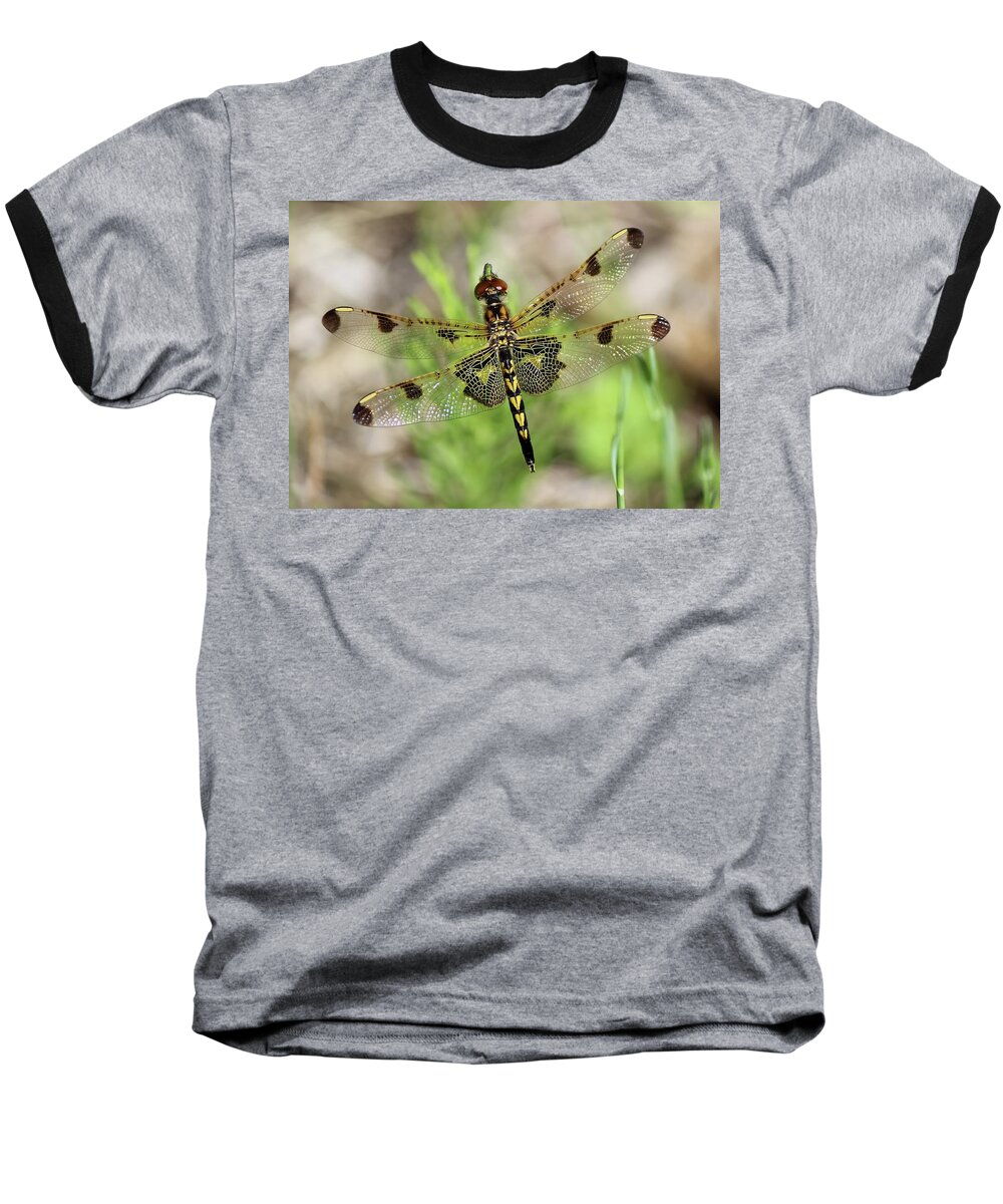 Dragonfly Baseball T-Shirt featuring the photograph Calico Pennant by David Pickett