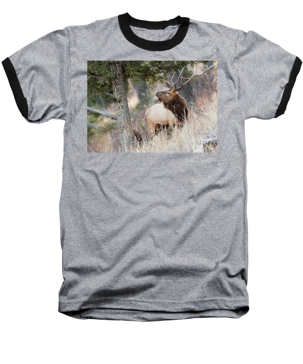 Bull Elk Baseball T-Shirt featuring the photograph Calling Her Name by Deby Dixon