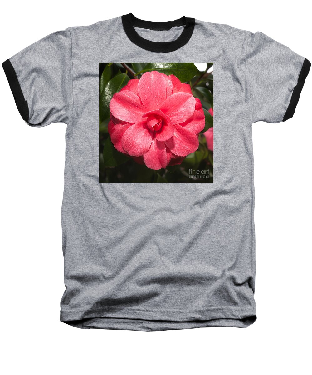 Flower Baseball T-Shirt featuring the photograph Camellia japonica ' Mathotiana Rosea' by Ann Jacobson