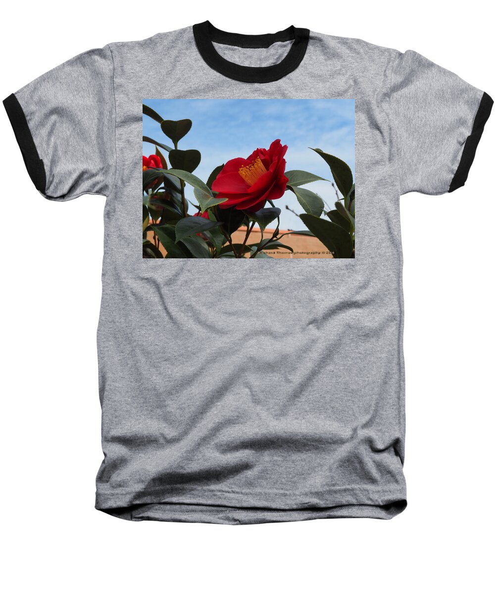 Botanical Baseball T-Shirt featuring the photograph Camellia Kissing the Sky by Richard Thomas
