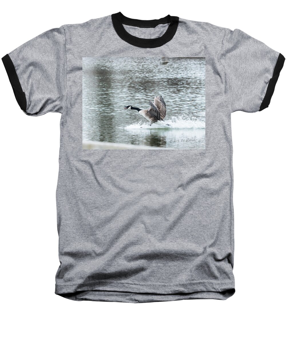 Heron Heaven Baseball T-Shirt featuring the photograph Canada Goose Landing 2 by Ed Peterson
