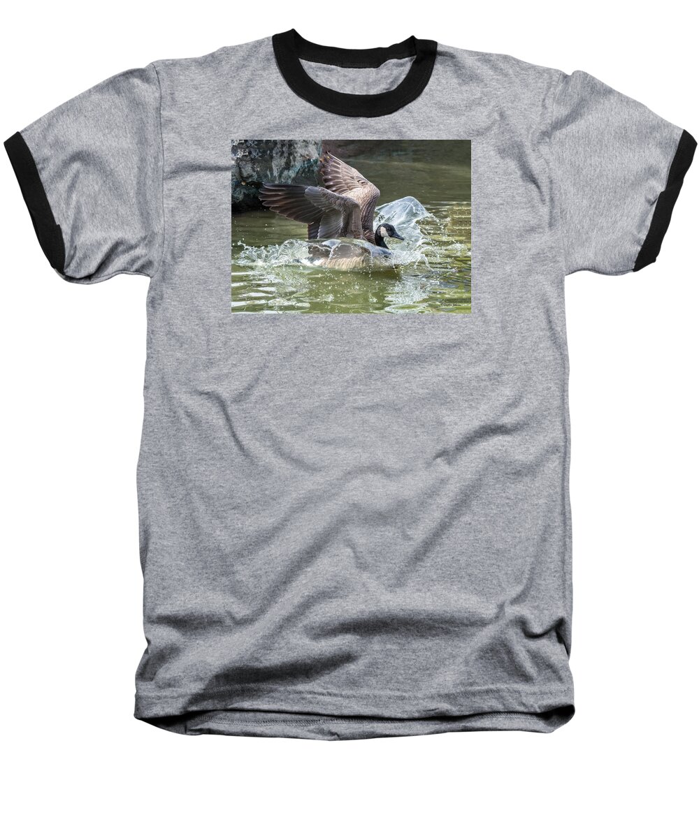 Canada Goose Baseball T-Shirt featuring the photograph Canada Goose Plunge by Stephen Johnson