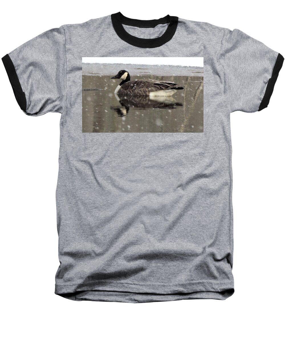 Canadian Goose Baseball T-Shirt featuring the photograph Canadian Goose in Michigan by Belinda Cox