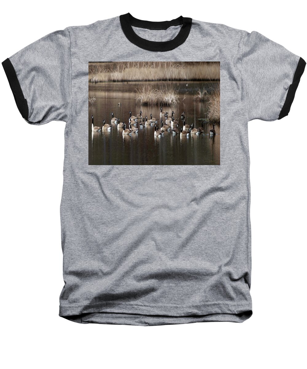 Cape Baseball T-Shirt featuring the photograph Cape Cod Americana Canada Geese by Constantine Gregory