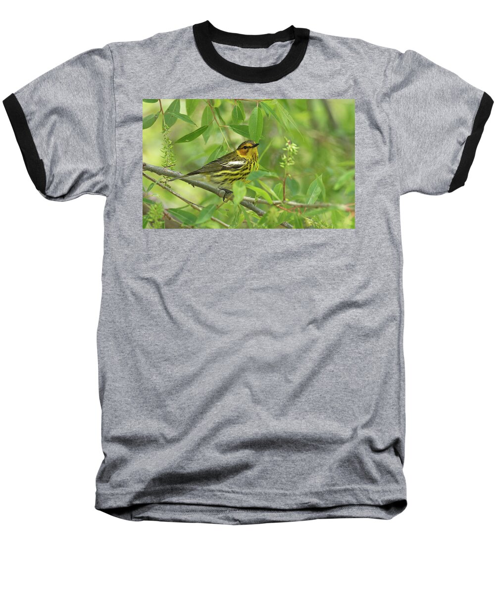 Cape May Warbler Baseball T-Shirt featuring the photograph Cape May Warbler by Jim Zablotny