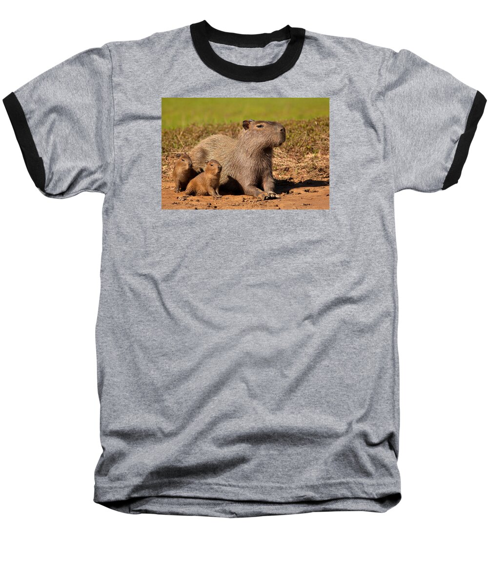 Capybara Baseball T-Shirt featuring the photograph Capybara Family Enjoying Sunset by Aivar Mikko