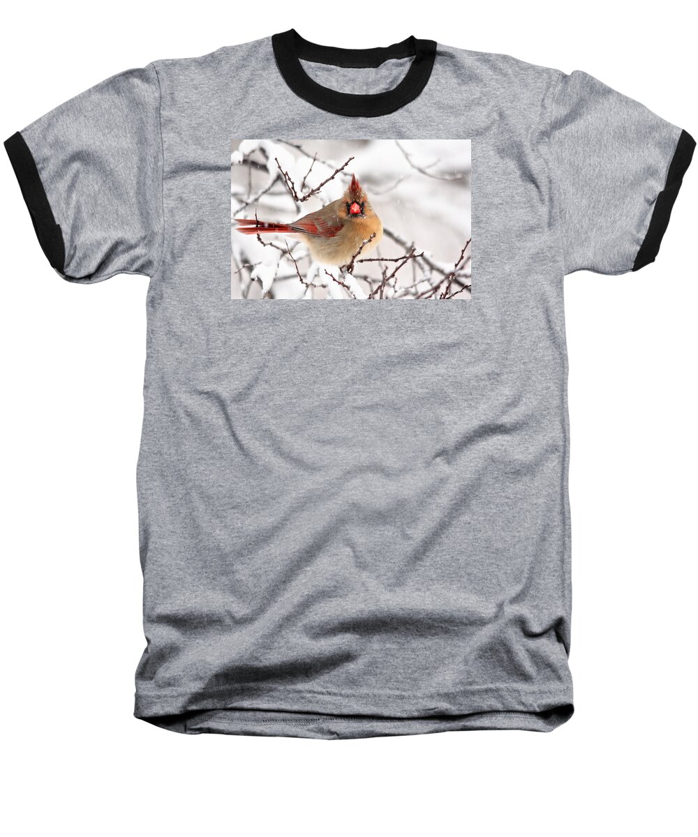 Birds Baseball T-Shirt featuring the photograph Cardinal Beauty by Trina Ansel