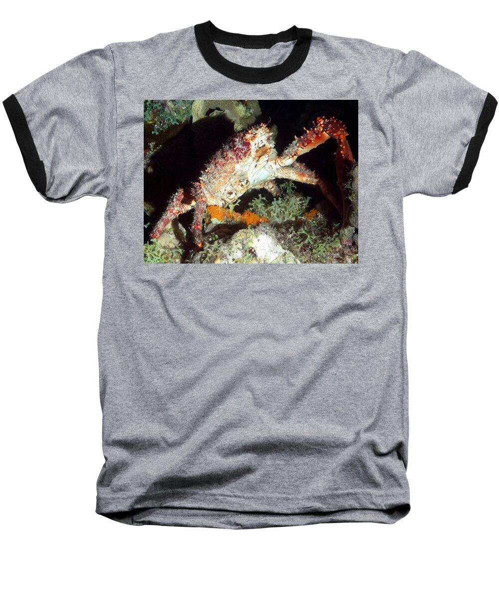 Crab Baseball T-Shirt featuring the photograph Caribbean Hairy Clinging Crab by Amy McDaniel