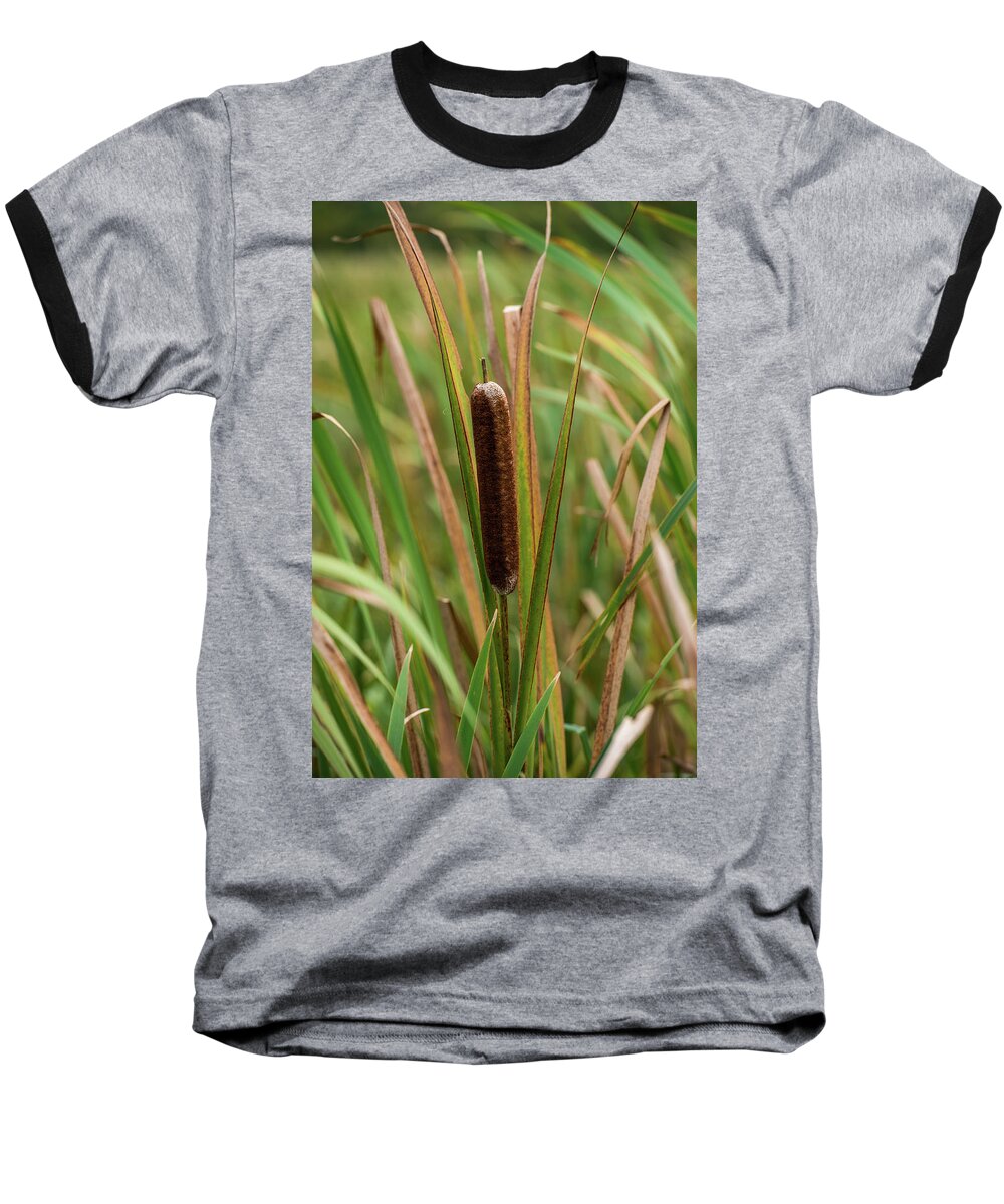 Botanical Baseball T-Shirt featuring the photograph Cat Tail by Paul Freidlund